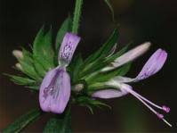 Image result for Dicliptera capitata