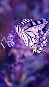 I just love the way you do your moodboards, they're all so beautiful!!. Aesthetic Purple Butterfly Wallpapers Wallpaper Cave