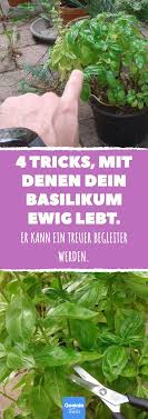 Ob In Kuche Oder Garten So Lebt Dein Basilikum Ewig Basilikum Pflanzen Basilikum Krauter Anpflanzen