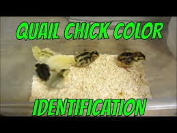 Quail Chick Color Identification Youtube