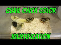 quail chick color identification youtube