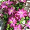 The large 6 inch flowers are a stunning addition to the landscape and garden. 1