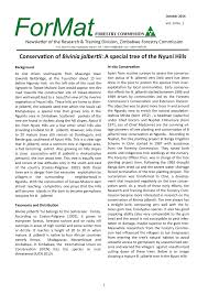 Image result for Bivinia jalbertii