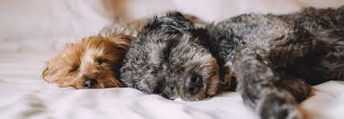 The paws up reservations department is also available to book dog walks, hikes and even daycare for doggies. Overnight Stays Paws Pet Resort