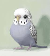 I Like Budgies Parakeet Art Bird Art Bird Drawings