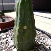 Male epic funny fails fail crazy cactus jumps guy man. 1