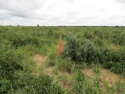 Image result for Gladiolus magnificus