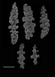 Image result for Gilgiochloa indurata