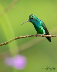 Image result for Cyanotis sp. aff. C. lapidosa