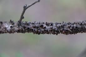 Image result for Pilostyles aethiopica