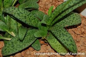 Image result for Drimiopsis