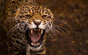 Select from premium jaguar animal of the highest quality. Brown And Black Leopard Animals Teeth Jaguar Jaguars Hd Wallpaper Wallpaper Flare