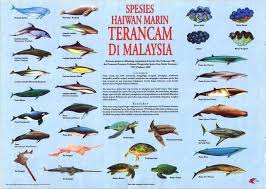 8 spesis haiwan yang paling terancam di malaysia. Ini Merupakan Spesis2 Haiwan Skm Akuakultur Pulau Sayak Facebook