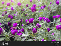 Sow the flower seeds in rows, 6 seeds per foot. Purple Globe Amaranth Image Photo Free Trial Bigstock