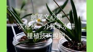 蘭花 劍葉文心蘭花梗與介質半水耕種植注意事項 蘭花種植 蘭花 兰花 orchidloveatx orchid flower orchids plants