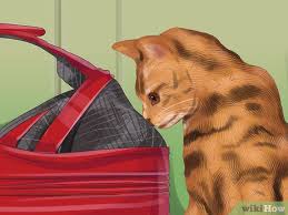 3 Ways To Choose A Cat Carrier