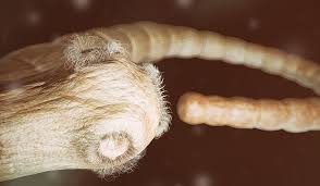 How serious are cat fleas? Tapeworm Symptoms And Treatment
