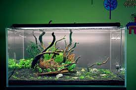 Clear for life 50 gallon 24 lx24 wx24 h penon acrylic aquarium. Pin On 50 Gallon Fish Tank Ideas