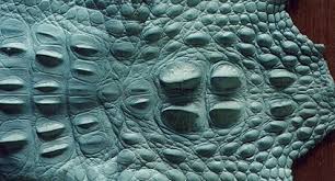 There are several reasons for this: Crocodilian Leather