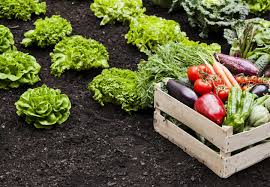 Discover more home ideas at the home depot. Why You Need And Will Love A Home Vegetable Garden Containing The Chaos