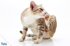 Katzenbesitzer kennen alle symptom eines flohbefalls. Katzenflohe In Der Wohnung Die Besten Mittel Hausmittel Talu De