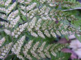 Image result for Arachniodes webbiana