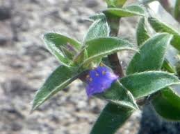 Image result for Cyanotis lanata