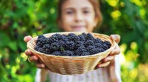 Virginia children to explore crops and greenhouse gardening during ag  literacy week