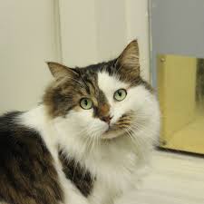 Came in for flea medicine and was a good price! Riverdale Park Animal Hospital Affordable Quality Full Service Veterinary Hospital