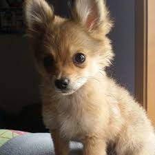 Pomeranians have a very dense double coat whereas chihuahuas tend to have a single coat but it can either be short or long haired. 12 Unreal Chihuahua Cross Breeds You Have To See To Believe Mixed Breed Dogs Chihuahua Mix Puppies Pomeranian Chihuahua Mix