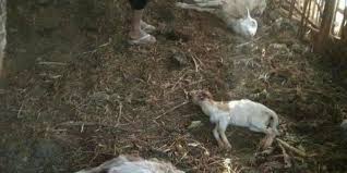 Check spelling or type a new query. Macan Tutul Gunung Lawu Masuk Permukiman Terkam 8 Ekor Kambing