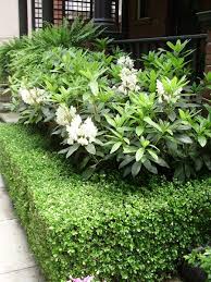 Boxwood Around Rhododendron Boxwood Landscaping Landscape Decor Diy Landscape Design Services