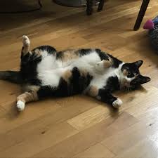You're ready to adopt a great pet but aren't sure where to start. Calico Cat For Adoption In Connecticut By Deborah Moore Medium