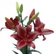 Full Catalogue H W Hyde Son Lily Plants Alstroemeria Plants Red Lily
