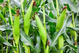 Real, professional experience from real, professional growers. How To Plant And Grow Corn