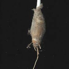 Image result for Ledebouria luteola