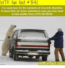 The great white bear is the undisputed king of the arctic. Wtf Fun Fact 7542 It Is Customary For The Residents Of Churchill Manitoba To Leave Their Car Doors Unlocked In Case You May Need To Take Shelter From A Polar Bear Wtffunfactcomm