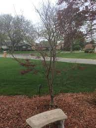 We did not find results for: What Causes A Japanese Maple Tree To Only Bloom 1 2 Way Hometalk