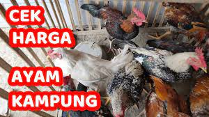 Sebab tentu kita harus mengikuti bobot standar yang biasa ada di pasaran. Cek Harga Ayam Kampung Di Pasar Karangpucung Youtube