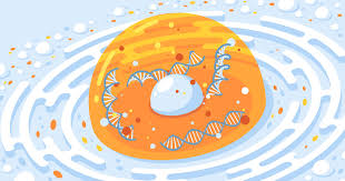 Maybe you would like to learn more about one of these? In The Nucleus Genes Activity Might Depend On Their Location Quanta Magazine