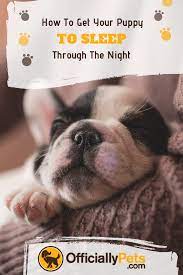 How To Get A Puppy To Sleep Through The Night Congrats On Your New Puppy It S An Exciting Time But Getting Getting A Puppy Training Your Dog Puppy Training
