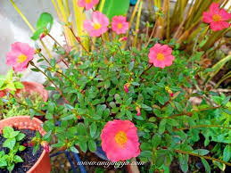 Ros jepun ( portulaca ) 1. Pokok Bunga Ros Jepun Penyeri Laman