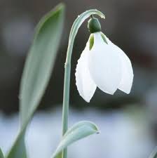 Vita Sackville West On Twitter Spring Flowering Bulbs Fragrant Plant Perennial Bulbs