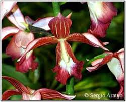 Image result for Bulbophyllum humblotii