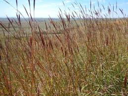 Image result for Andropogon lima