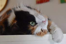 Im alter zwischen fünf und acht monaten erreicht eine katze die geschlechtsreife und wird rollig. Fortpflanzung Und Paarungsverhalten Bei Katzen Herz Fuer Tiere De