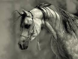 Shoug أجمل صور الخيول Most Beautiful Horses Pictures Horses Beautiful Horses Arabian Horse