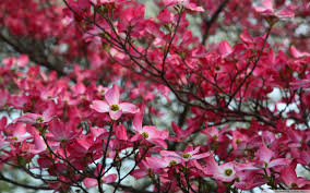 5 flowering pink dogwood cornus tree seeds. Dogwood Tree Wallpapers Top Free Dogwood Tree Backgrounds Wallpaperaccess