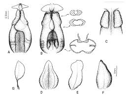 Image result for Zeuxine stammleri