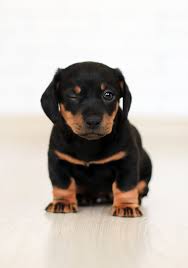 Museau & compagnie offre la garde d'animaux à domicile. Garde D Animaux Et Petsitter Un Certificat Obligatoire